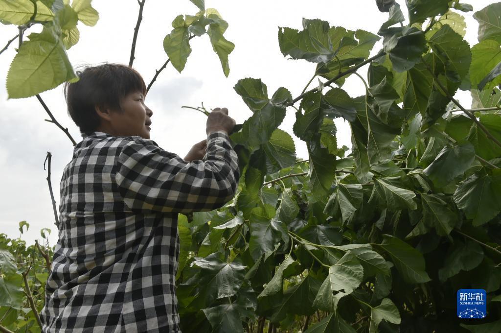 摇钱树app下载